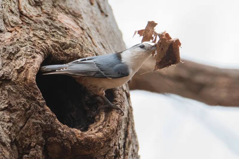 Nuthatch, nesting, Milwaukee River. 2020.